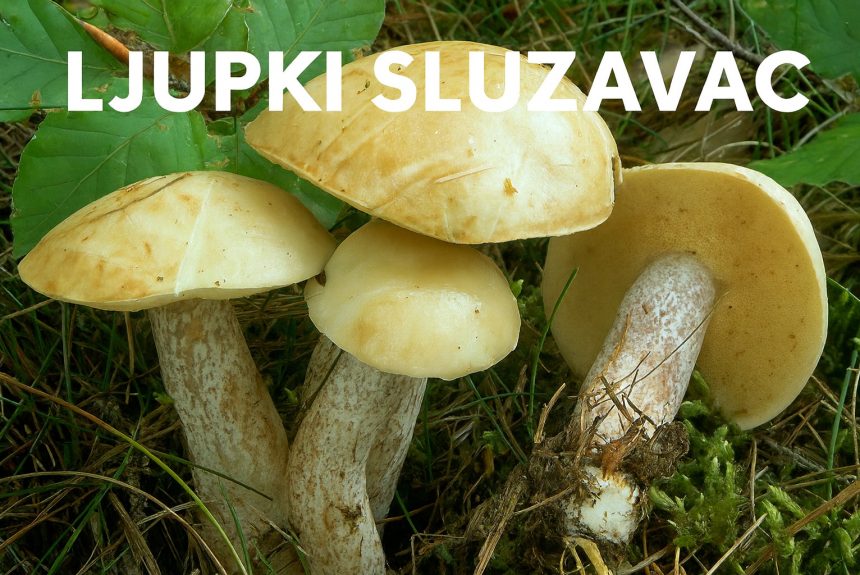 ljupki sluzavac, Suillus placidus