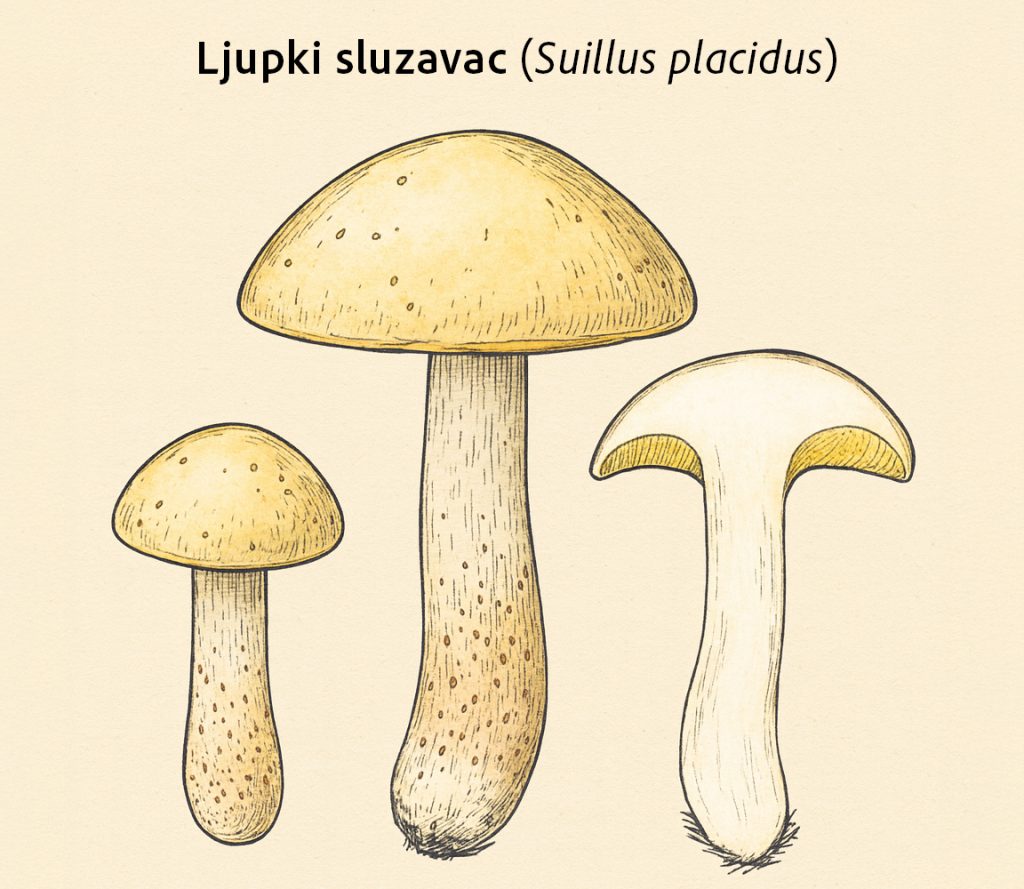 ljupki sluzavac, Suillus placidus