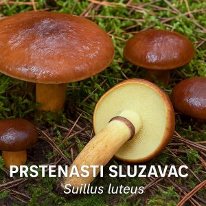 prstenasti sluzavac, Suillus luteus