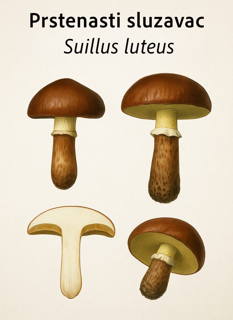 prstenasti sluzavac, Suillus luteus