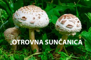 otrovna sunčanica, Macrolepiota venenata, sunčanice