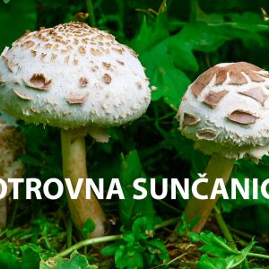 otrovna sunčanica, Macrolepiota venenata, sunčanice