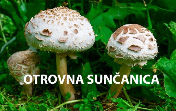 otrovna sunčanica, Macrolepiota venenata, sunčanice