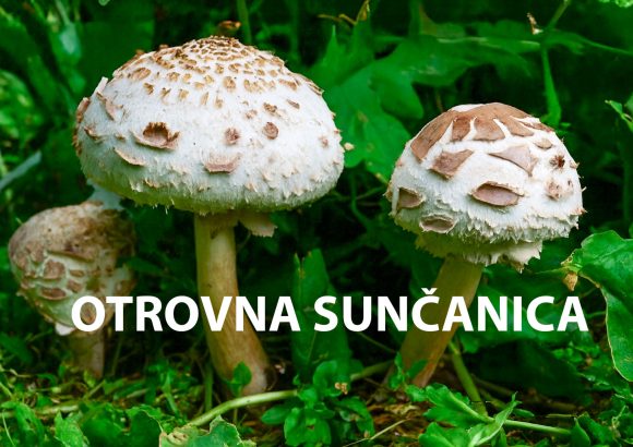 otrovna sunčanica, Macrolepiota venenata, sunčanice