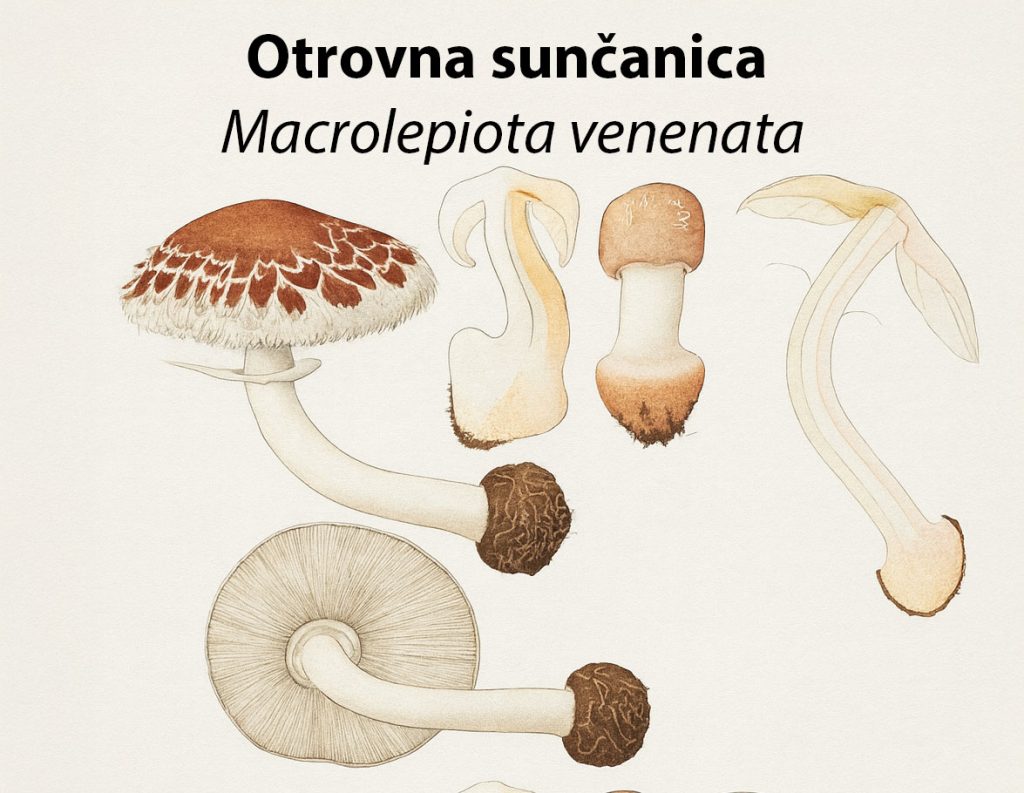 otrovna sunčanica, Macrolepiota venenata, sunčanice