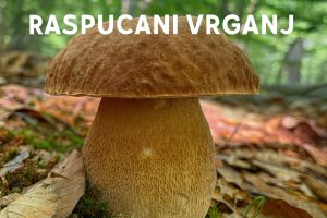 raspucani vrganj, Boletus reticulatus