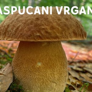 raspucani vrganj, Boletus reticulatus