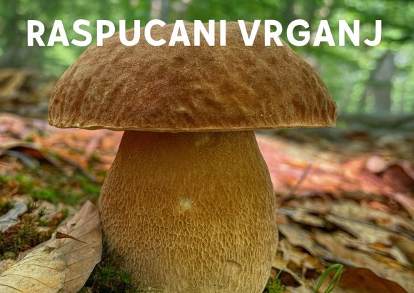raspucani vrganj, Boletus reticulatus