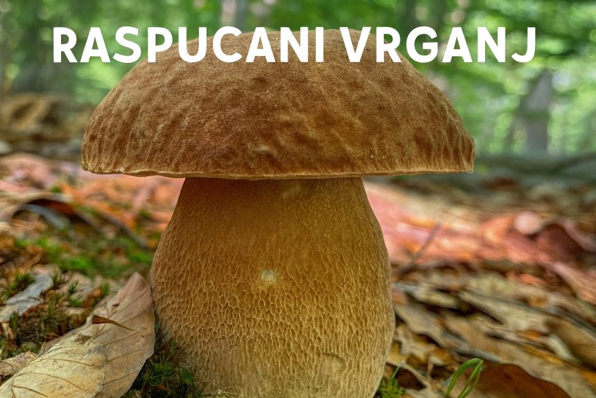 raspucani vrganj, Boletus reticulatus