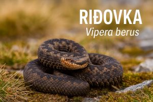 riđovka, Vipera berus