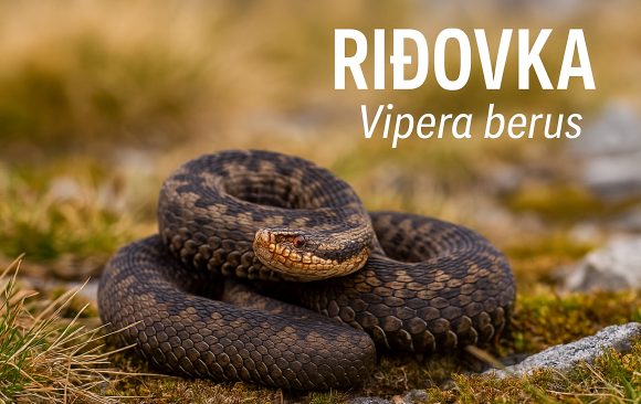 riđovka1 riđovka, Vipera berus