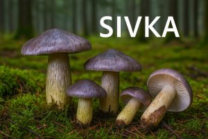 Sivka, Tricholoma portentosum, najbolja vitezovka