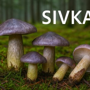 Sivka, Tricholoma portentosum, najbolja vitezovka