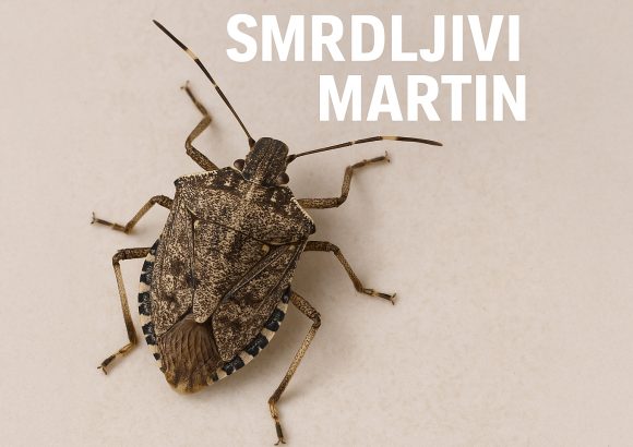 mramorna mrežasta stjenica, Halyomorpha halys