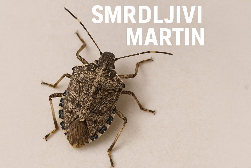 mramorna mrežasta stjenica, Halyomorpha halys