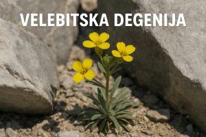 velebitska degenija, Degenia velebitica