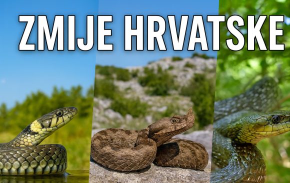 zmije-hrvatske-5 Novi video: Zmije Hrvatske