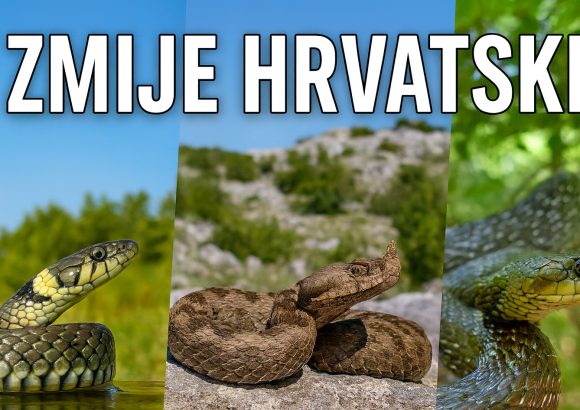 Novi video: Zmije Hrvatske