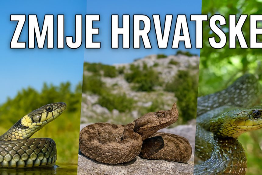 zmije-hrvatske-5 Novi video: Zmije Hrvatske