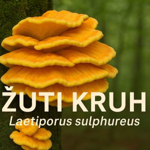 žuti kruh, Laetiporus sulphureus, vrbovača, gljive