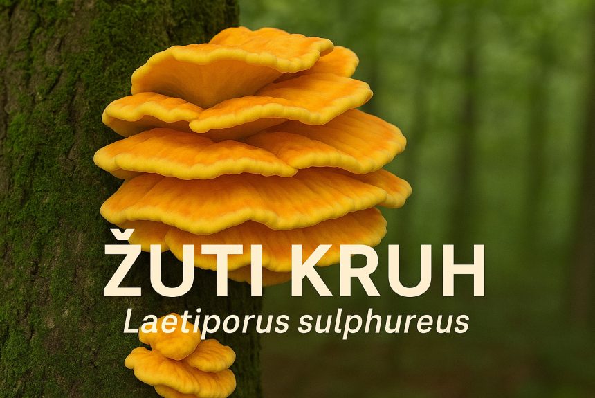 žuti kruh, Laetiporus sulphureus, vrbovača, gljive