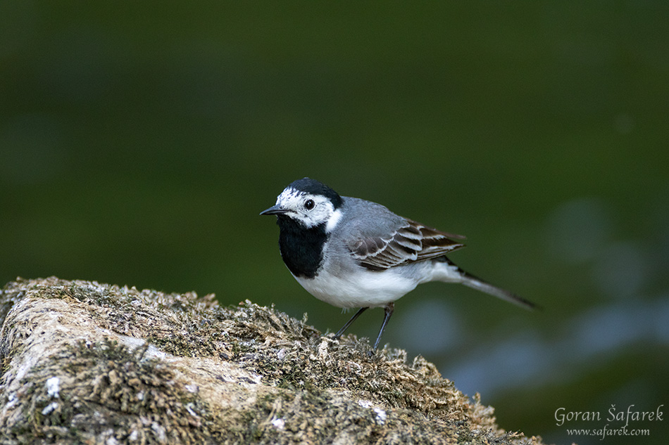 bijela pastirica, Motacilla alba