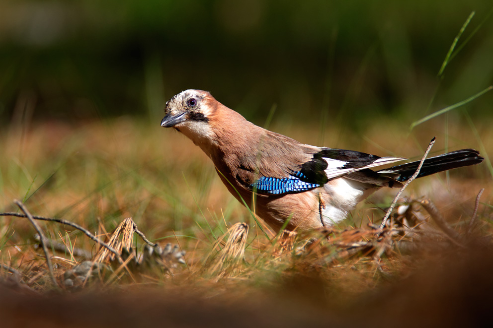 Garrulus glandarius, šojka