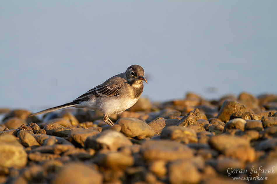 bijela pastirica, Motacilla alba