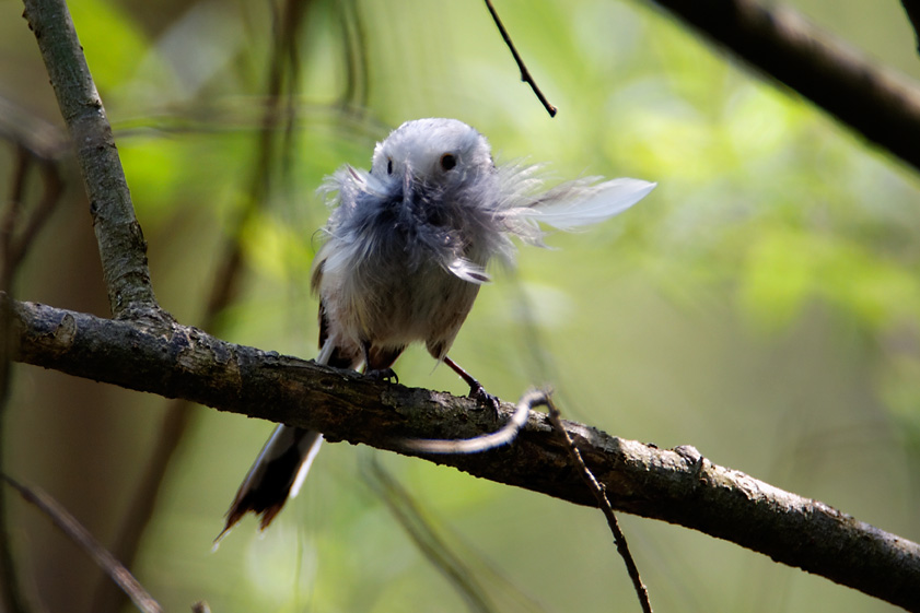 dugorepa sjenica, Aegithalos caudatus