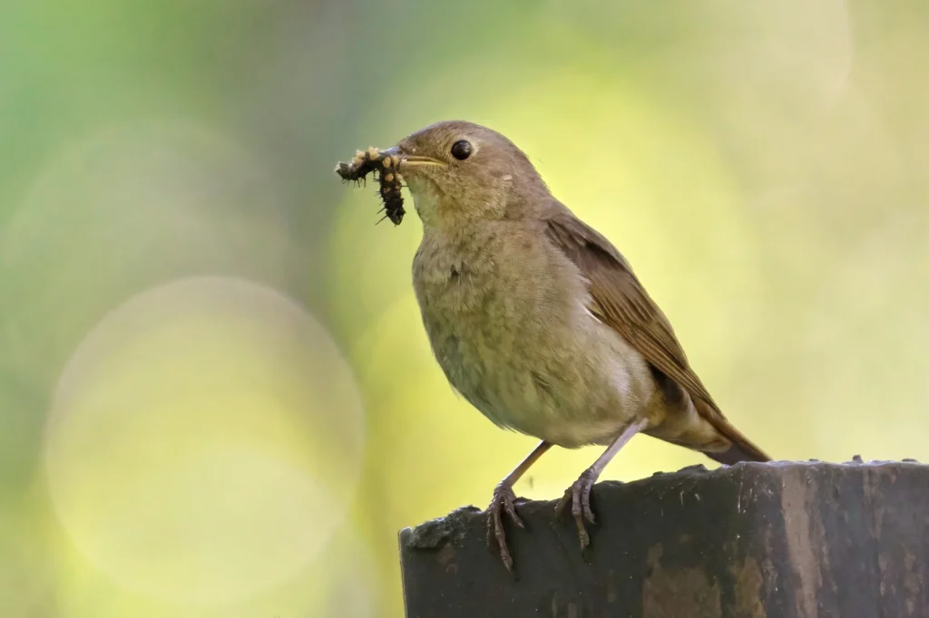 Mrki slavuj (Luscinia luscinia)