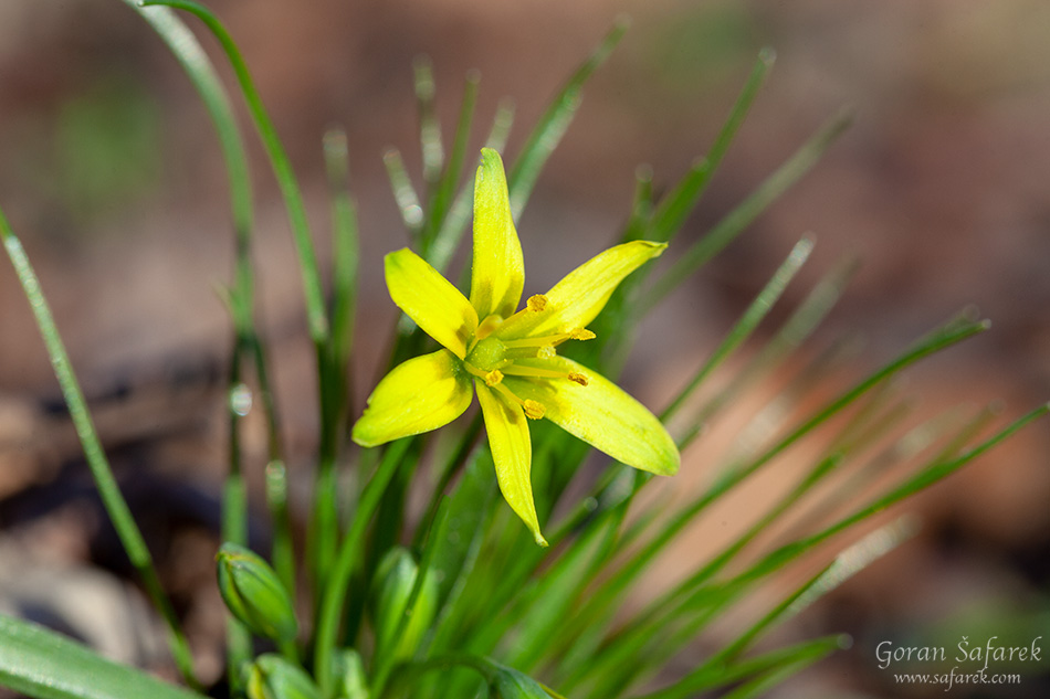 žuto baloče, Gagea lutea