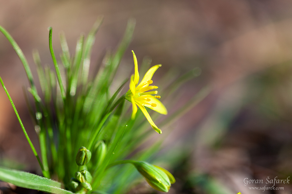 žuto baloče, Gagea lutea