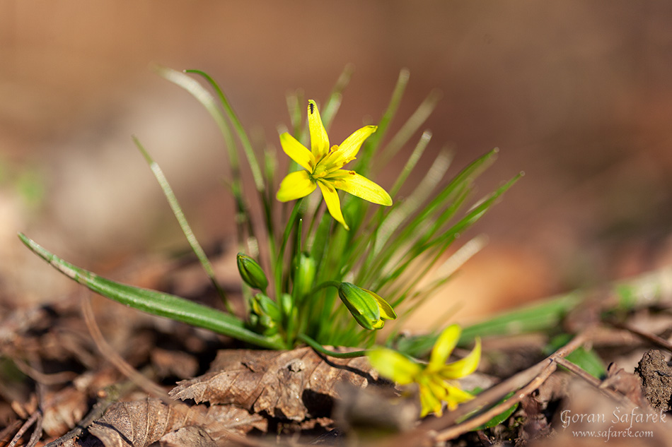 žuto baloče, Gagea lutea