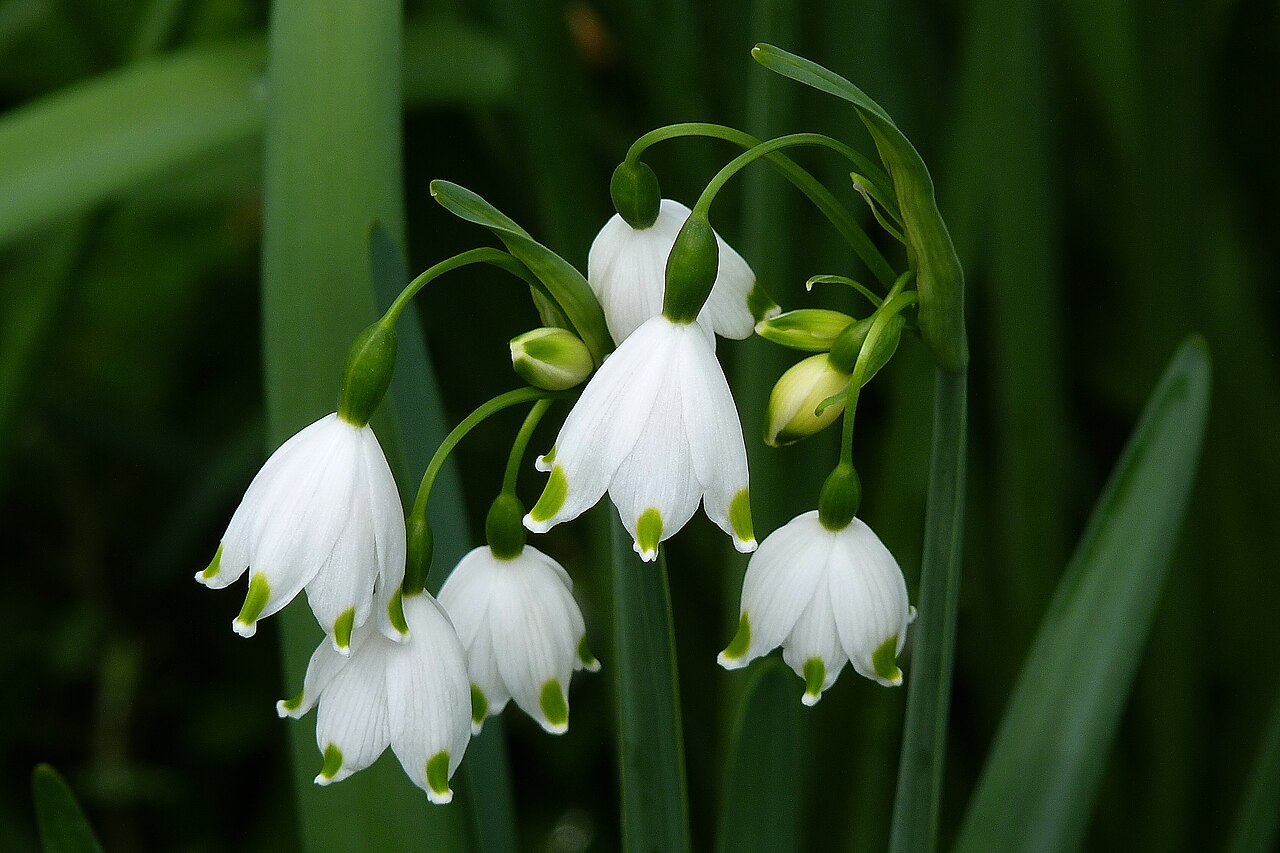 Ljetni drijemovac, Leucojum aestivum