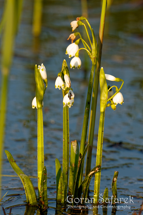 Ljetni drijemovac, Leucojum aestivum