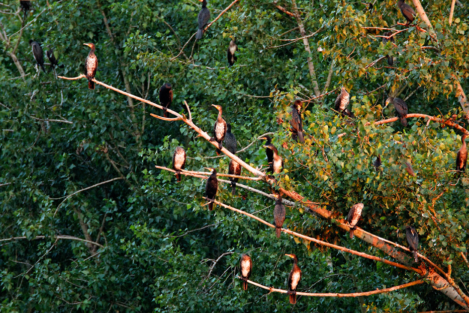 veliki vranac, kormoran